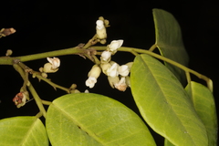 Dalbergia rubiginosa